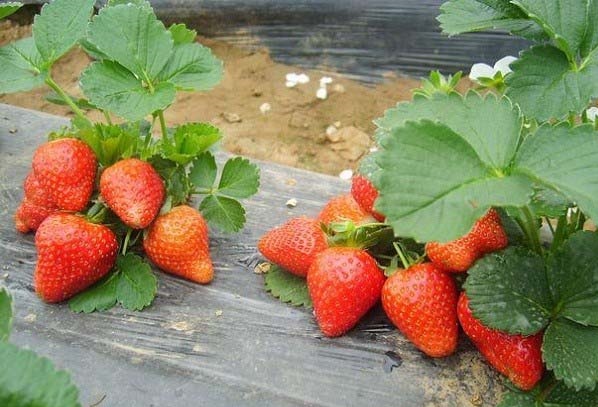 法兰地草莓怎么样？产量高吗？