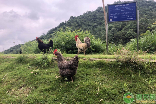 土鸡苗成活率低该怎么办？土鸡育雏关键养殖管理方法技术