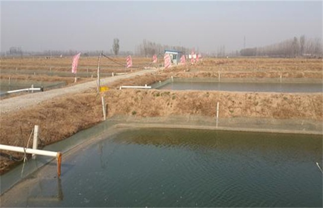 泥鳅池塘养殖搭建
