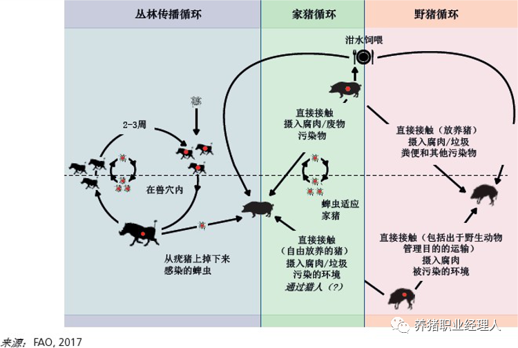 非瘟的传播途径有哪些？