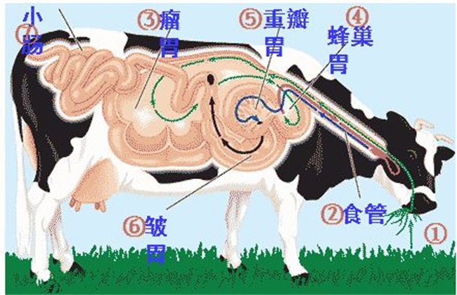 牛反刍的特点