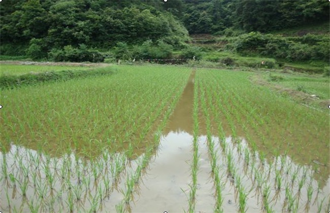 稻田养殖鲫鱼技术