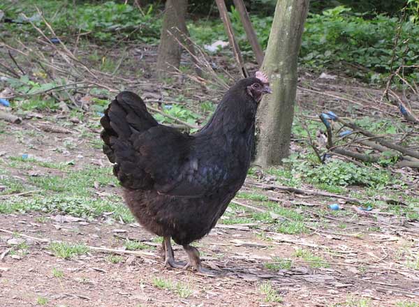 乌骨鸡养殖技术