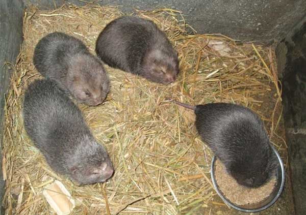 竹鼠养殖前的生物学特征