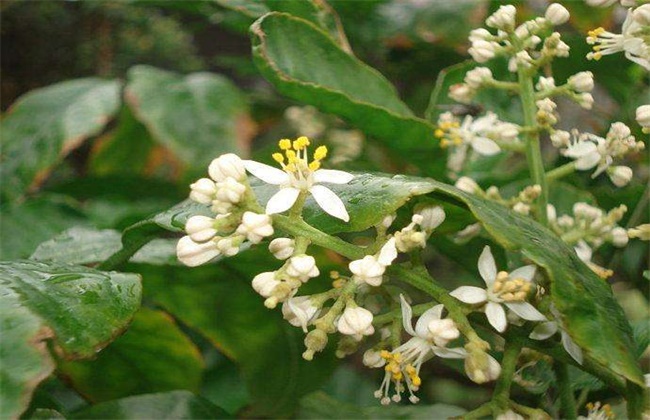 如何促进黄皮花芽分化