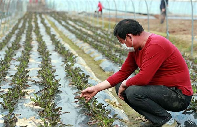 蔬菜定植后根系为何难下扎