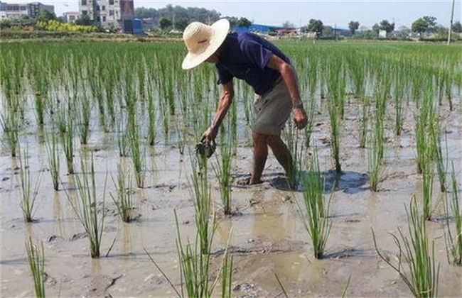 马蹄如何移栽定植