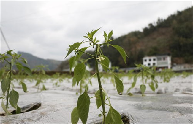 早春蔬菜苗弱徒长怎么办