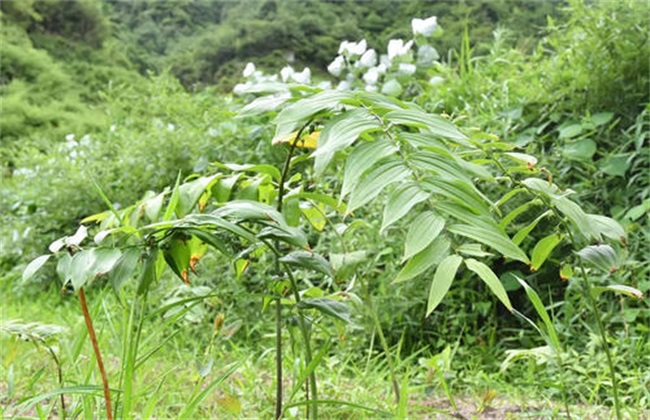 黄精种植难在什么地方