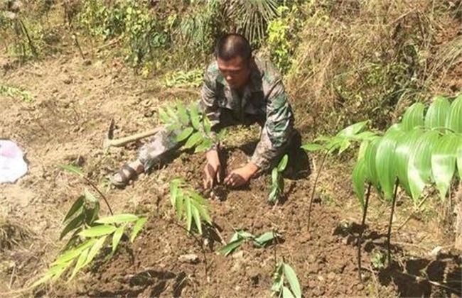 黄精种植难在什么地方