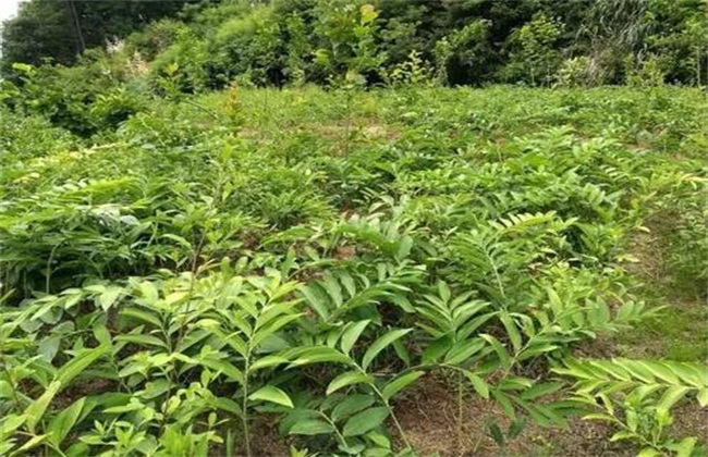 黄精种植难在什么地方