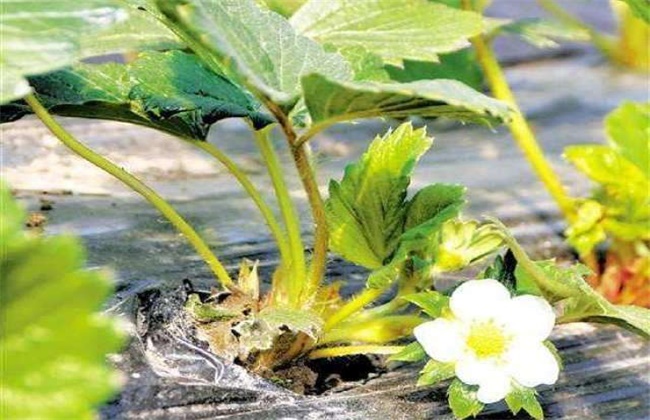 如何促进草莓花芽分化