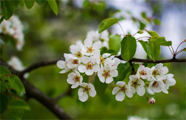 梨树反季节开花怎么回事