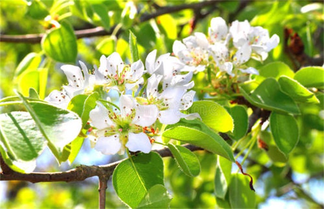 梨树反季节开花怎么回事