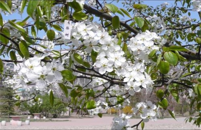 梨树反季节开花怎么回事