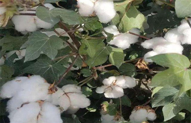 棉花吐絮遇雨怎么办