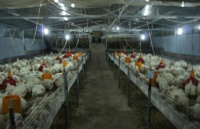 鸡舍如何预防禽流感