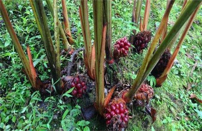 草果种植需要什么条件