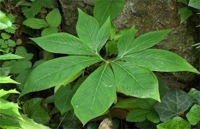 半夏种植难度有哪些