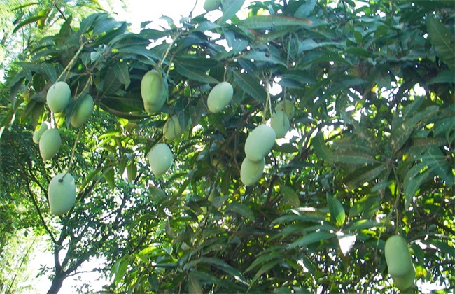 芒果树在北方能种吗