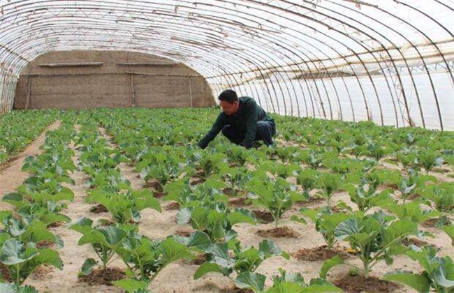 西葫芦定植后怎么管理