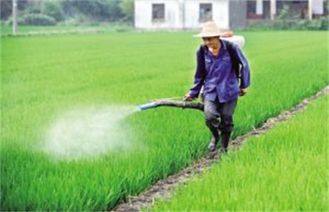 水稻除草的注意事项