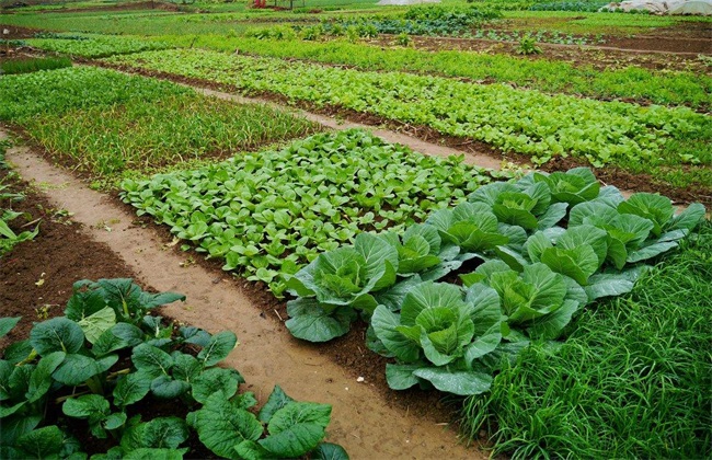 冬季适合种植什么蔬菜