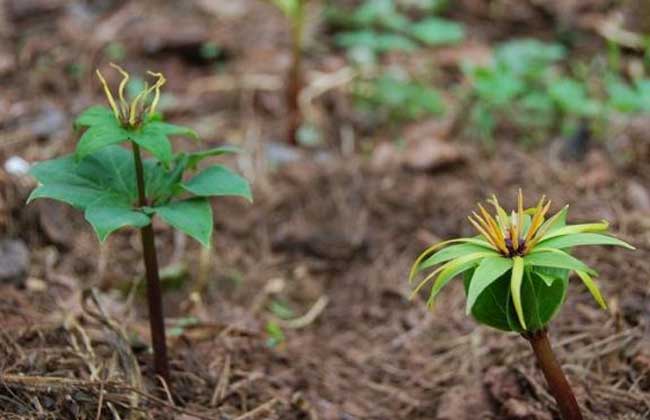 东北适合种植什么药材？