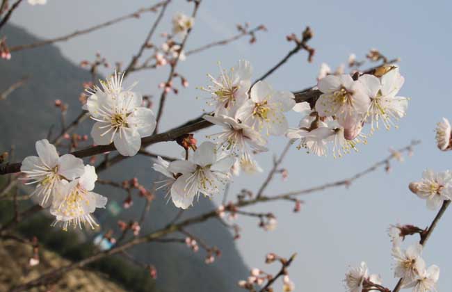 春天开的花有哪些？