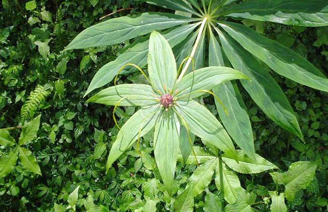 贵州适合种植什么药材？