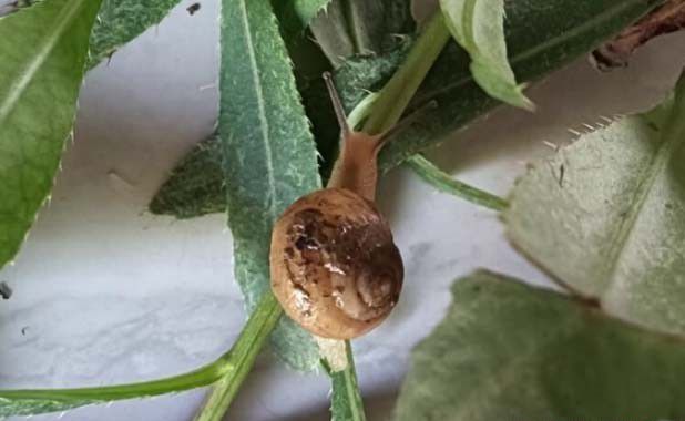 蜗牛能危害哪些作物？