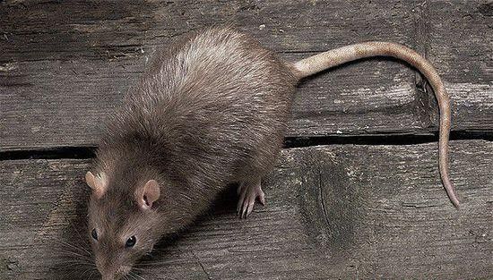老鼠的危害有哪些？