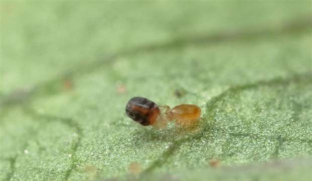 昆虫幼虫期有哪些特点？