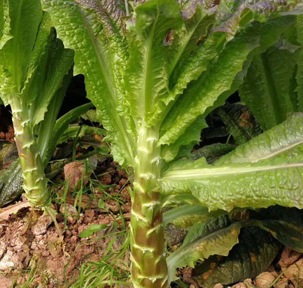 适合家种的野菜有哪些？