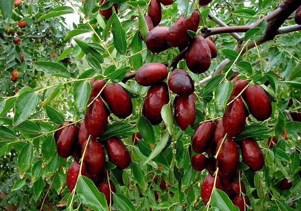 如何确定枣树施肥总量？