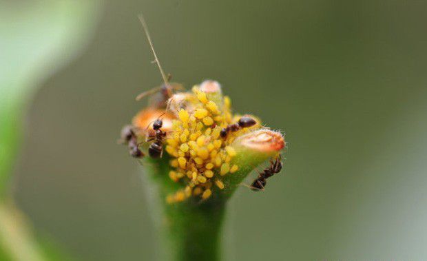 喷施农药后为什么害虫会再猖獗？