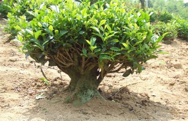 茶树的生长环境要求