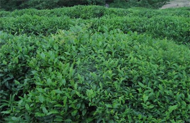 苦丁茶的种植技术