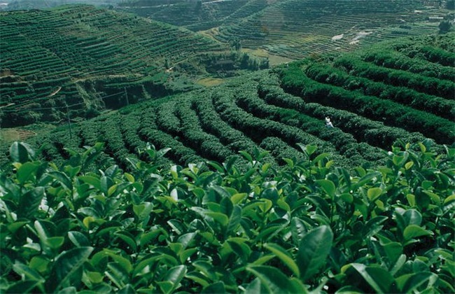茶叶种植的注意事项