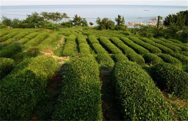 茶叶树种植技术