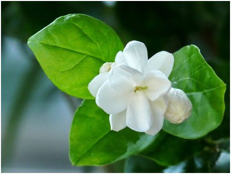 炎夏茉莉不开花，解决有办法