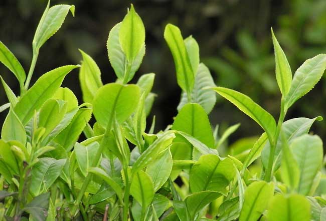 无性系茶叶种植技术