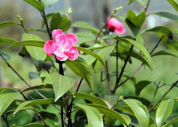 茶叶冻后如何才能恢复生产