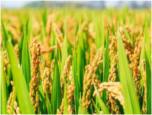 杂交水稻种子可以留种吗 杂交水稻种子怎么处理