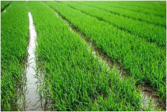 水稻烂秧的原因与防治方法 水稻烂秧病用什么药