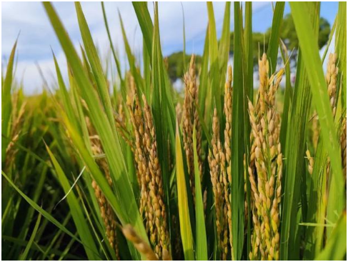 水稻烂秧病在播种后几天发生 水稻烂秧病症状