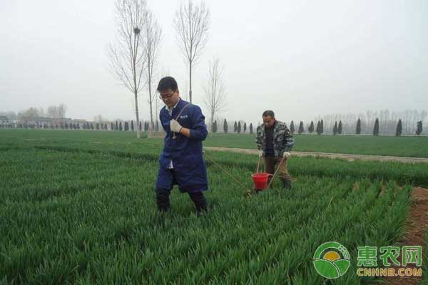 小麦管理技术：怎样浇好小麦封冻水?