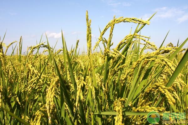 水稻怎样提高产量？水稻高产种植管理技术