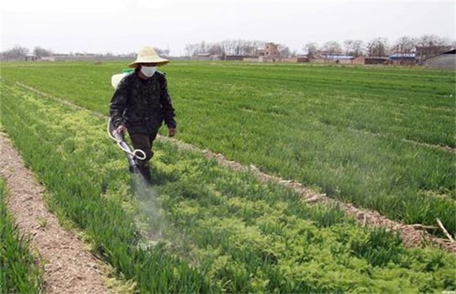 小麦春季除草的最佳时间