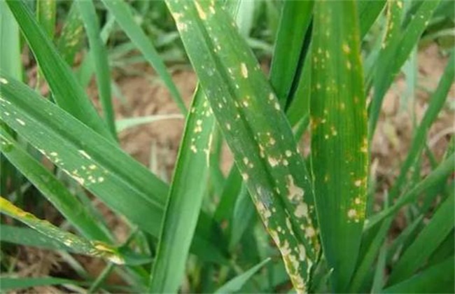 冬季小麦除草如何避免药害